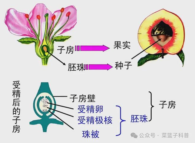 从无籽西瓜到无核荔枝那些“断子绝孙”的水果是怎么来的？