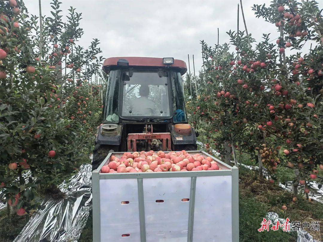 泾川：早熟苹果抢“鲜”上市