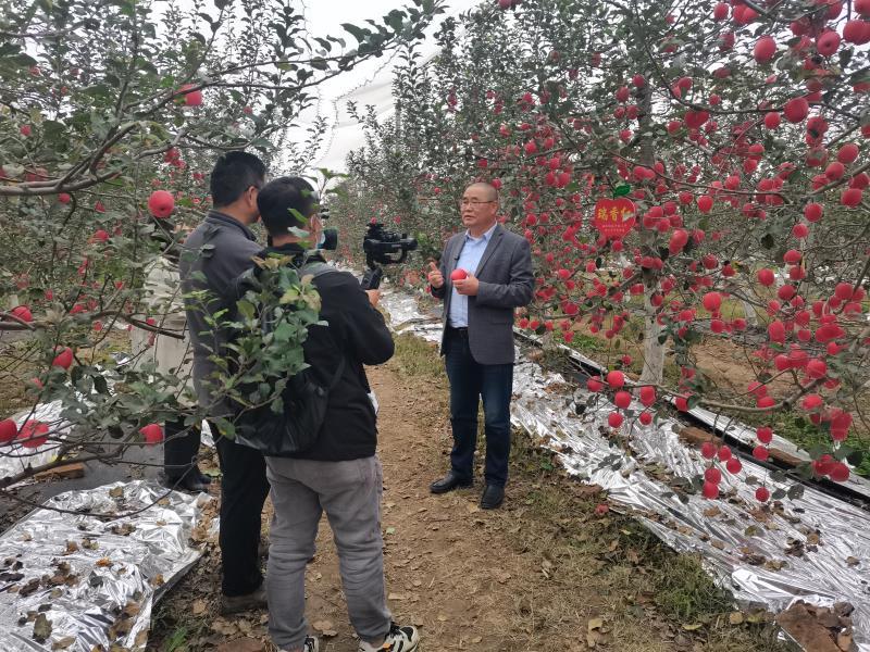 马陆葡萄上新 50余个中晚熟品种齐亮相