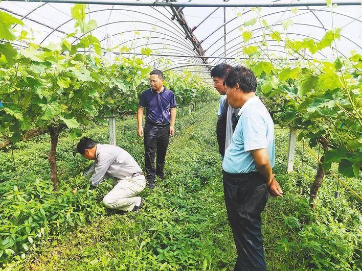 阳光玫瑰两极背后的湖北选择