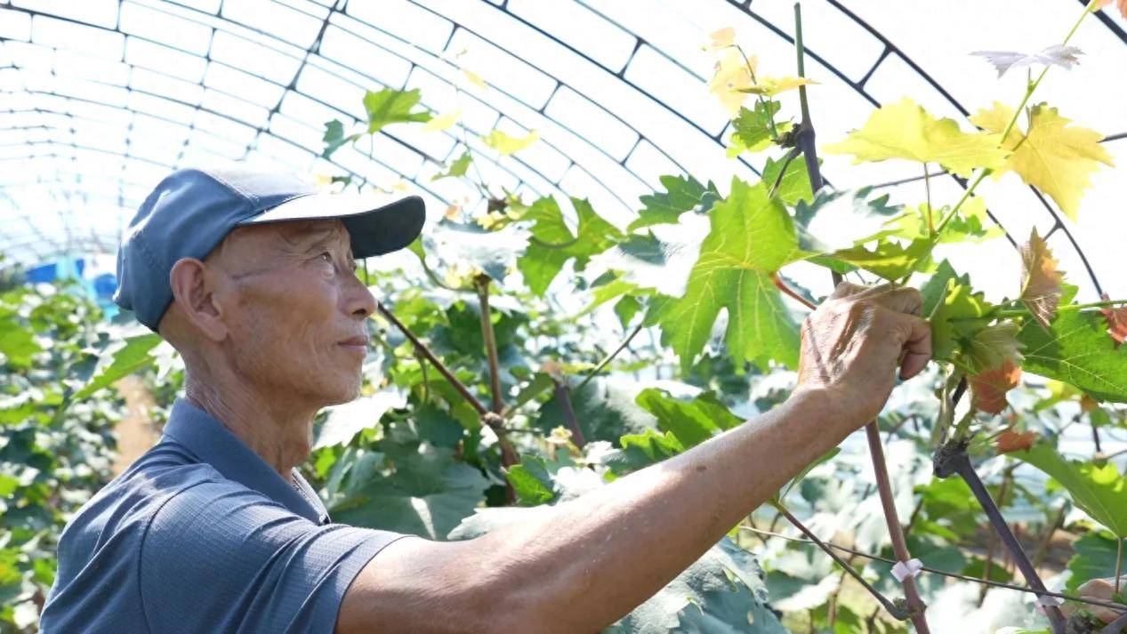 同江：特色种植不仅鼓了村民的“钱袋子” 更美了乡村的“好样子