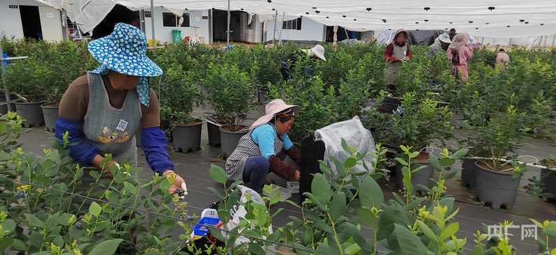 晚熟果品错峰上市 云南鹤庆高山蓝莓迎来采收高峰