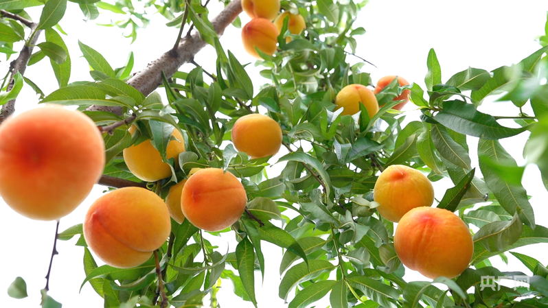 高质量发展看中国｜一颗桃的“升值记”