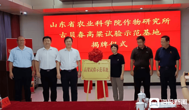 高粱虽为“小作物”却支撑白酒这一“大产业”！山东一高粱试验示